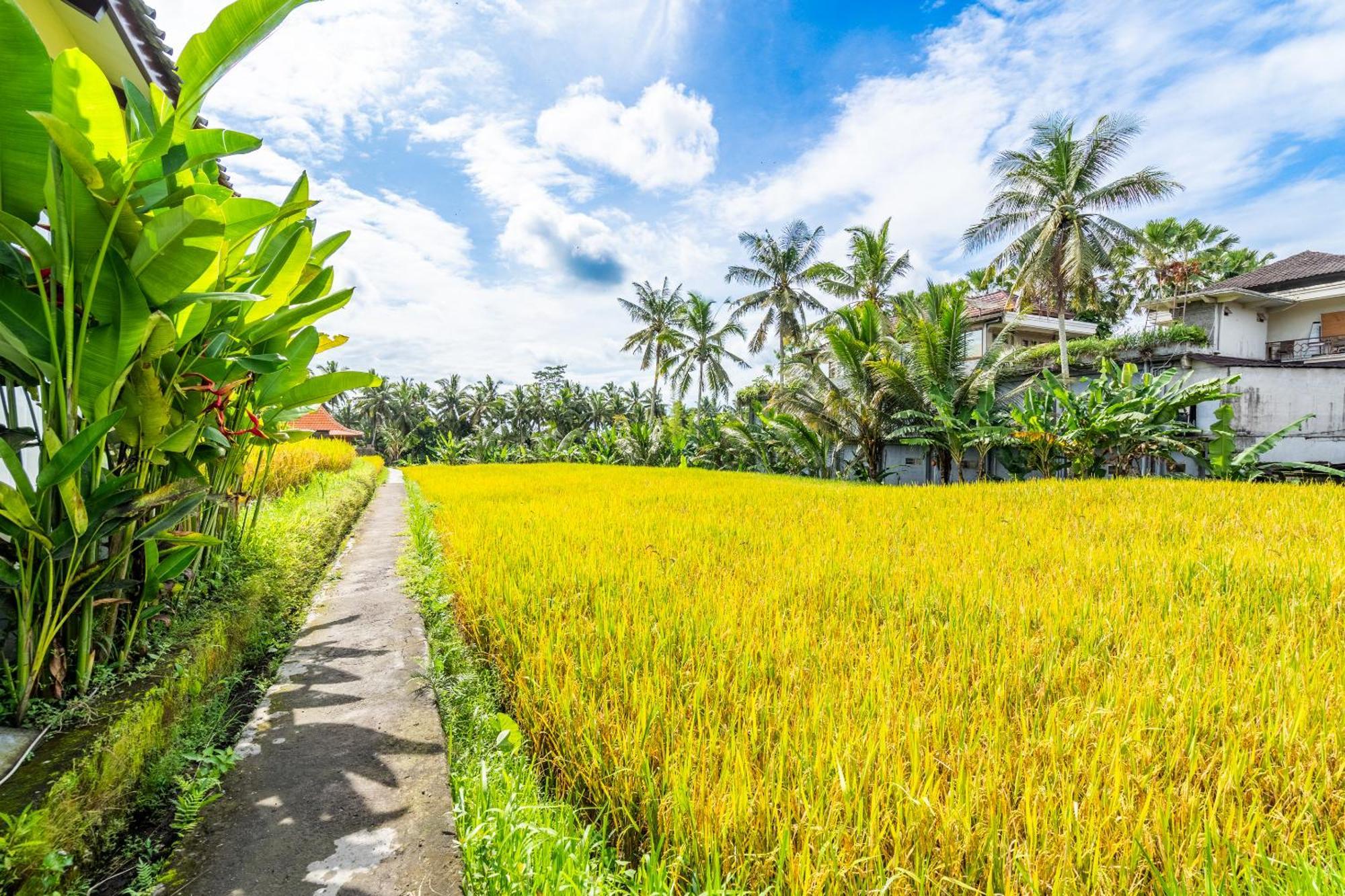 Rice Field Villa Ubud